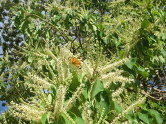 Terminalia sambesiaca