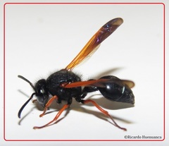 Hypodynerus colocolo