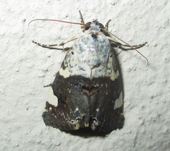 Acontia margaritata