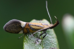 Alabonia staintoniella