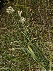 Allium ochroleucum