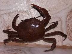 Trichodactylus dentatus