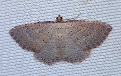 Chrysolarentia microcyma