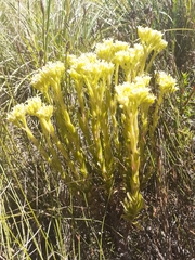 Crassula flava