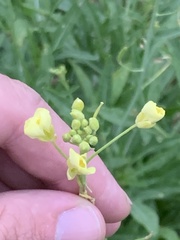Diplotaxis tenuifolia