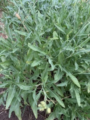 Diplotaxis tenuifolia