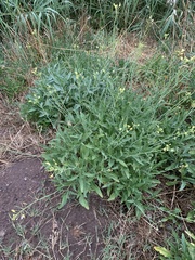Diplotaxis tenuifolia