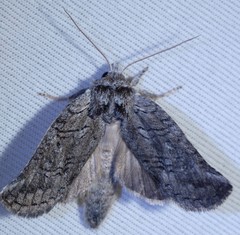 Scythrophanes stenoptera