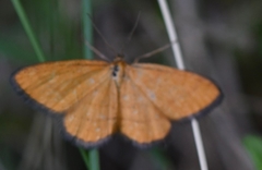Idaea flaveolaria