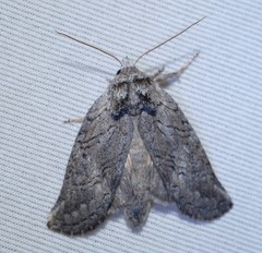 Scythrophanes stenoptera