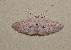 Poecilasthena anthodes