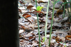Rallina fasciata