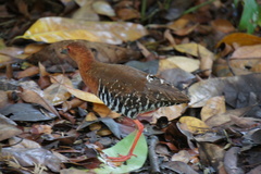 Rallina fasciata