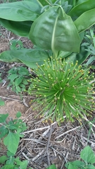 Scadoxus
