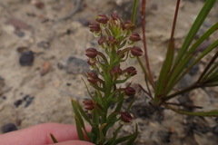 Brachycorythis macowaniana