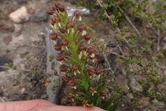 Brachycorythis macowaniana