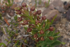 Brachycorythis macowaniana