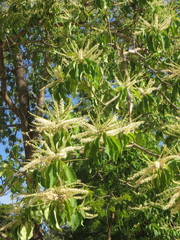 Terminalia sambesiaca