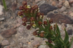 Brachycorythis macowaniana