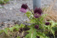 Cirsium purpuratum
