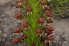 Brachycorythis macowaniana