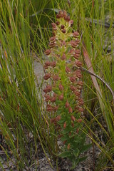 Brachycorythis macowaniana