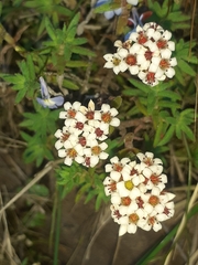 Crassula pruinosa