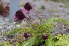 Cirsium purpuratum