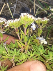 Crassula pruinosa