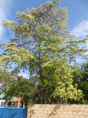 Terminalia sambesiaca
