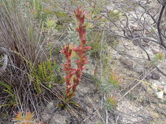 Disa reticulata