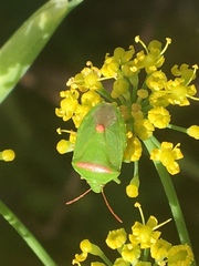 Ocirrhoe unimaculata