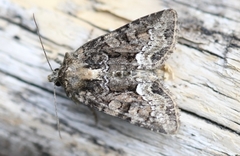 Oligia strigilis