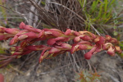 Disa reticulata