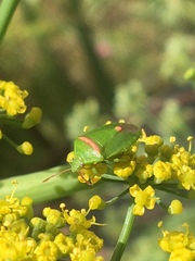 Ocirrhoe unimaculata