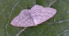 Scopula incanata