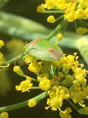 Ocirrhoe unimaculata
