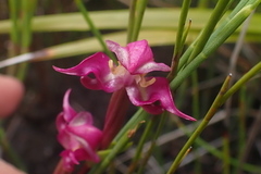 Disperis paludosa
