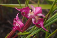 Disperis paludosa