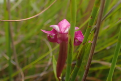 Disperis paludosa