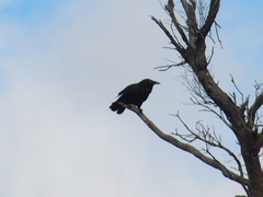 Corvus coronoides perplexus