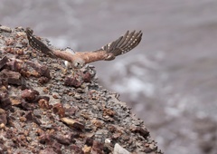 Falco cenchroides cenchroides