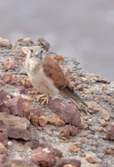 Falco cenchroides cenchroides