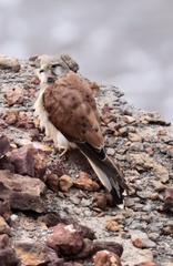 Falco cenchroides cenchroides