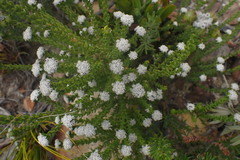 Phylica debilis