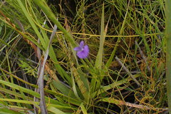 Psoralea trullata