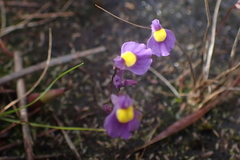 Utricularia welwitschii