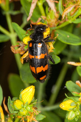 Hycleus polymorphus