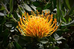 Leucospermum