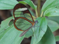 Pteronymia cotytto cotytto